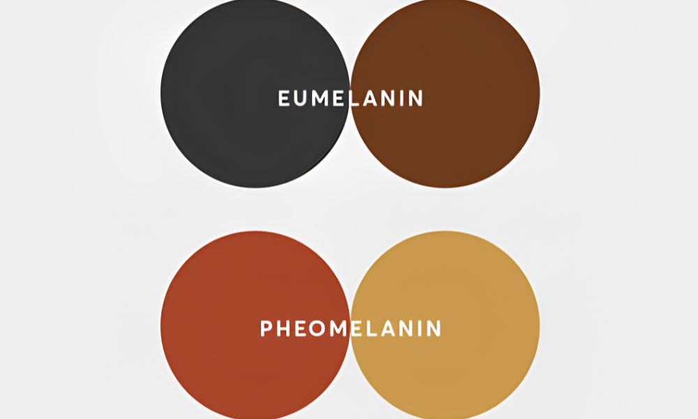 Tỷ lệ giữa Eumelanin và Pheomelanin không cố định ở mỗi người mà chịu ảnh hưởng bởi nhiều yếu tố khác nhau